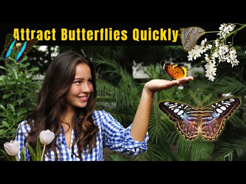 🌸🦋 Top 10 Butterfly-Attracting Flowers Immediately to Garden | Easy-to-Grow Favorites for Beginners!