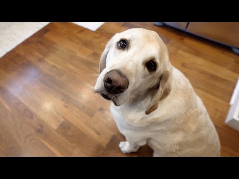 Hungry Labrador waits while we prepare his food