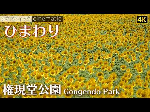 権現堂公園  ひまわり　Sunflower　シネマティック　2024　Gongendo Park　cinematic【 4K 】