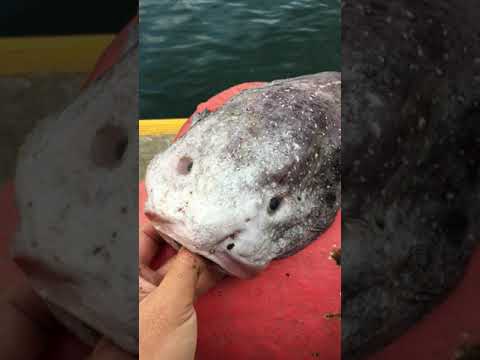 ニュウドウカジカをプルプルするだけ(Shake a BLOBFISH!) #Shorts