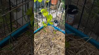 #grapevine & #blackberry plant progress #backyardfarming #growingfruits