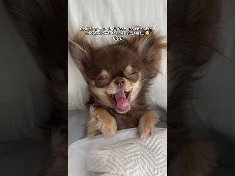 Chihuahua Transformation: Unbelievably Cute 🥹❤️