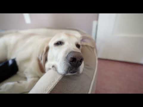 Dogs rest and recover with Heating Therapy Braces : Petietec