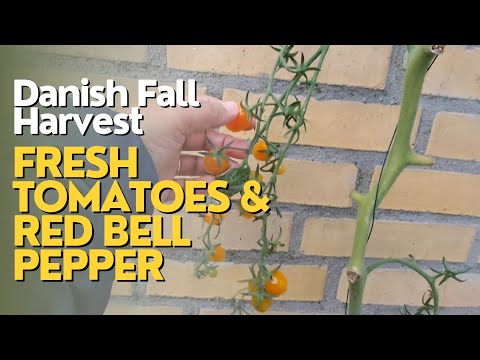 A Day in Danish Fall Harvest: Picking Tomatoes & Bell Pepper in October