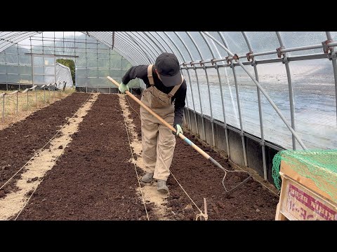 I created No Dig beds in the polytunnel.