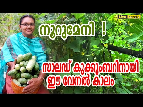 സാലഡ് കുക്കുംബർ കൃഷി അറിയേണ്ടതെല്ലാം/ salad cucumber krishi in malayalam