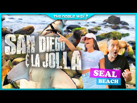 Seals, Sea Lions, Great White Sharks, Oh My! San Diego, La Jolla, Tide Pools, Beaches | California