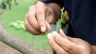 5 Grafting Examples If You Want To Graft Your Trees