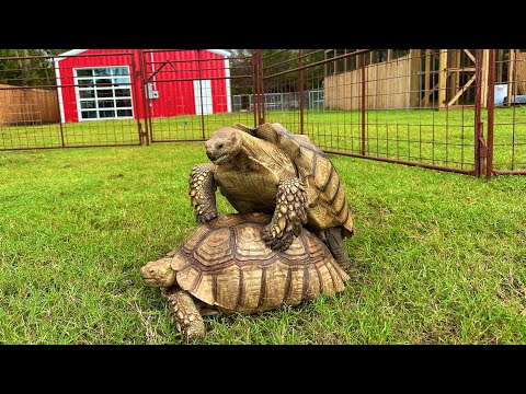 Tortoise Duplication Glitch (REAL)