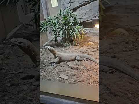 Shanghai zoo reptiles: komodo dragon and more!