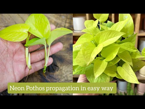 Grow Neon Pothos faster using this process very easy method