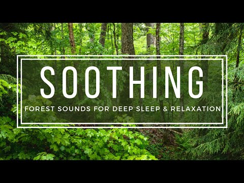 Fall Asleep Fast with Soothing Forest Sounds For Deep Sleep and Relaxation 🌳 - 10 Hours HD