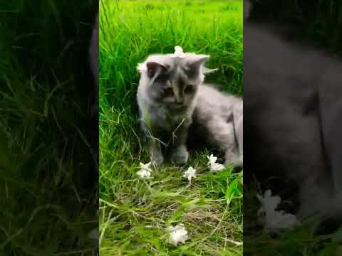 Cute cat playing with flowers#cat#catshorts#youtubeshorts#shorts#pets#cats#ytshorts