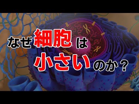 なぜ細胞は小さいのか？【ゆっくり解説】