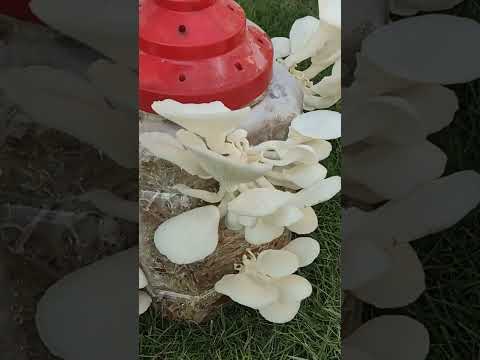 Oyster Mushrooms Growing Experiment #homegrown #mashroom #shorts