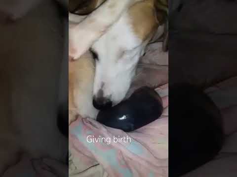 Pregnant Dog Gives a Birth #dog #happy #life