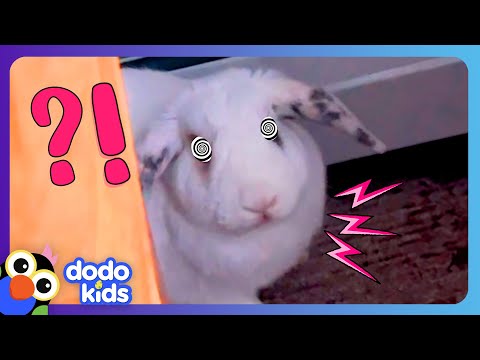 Fluffy Bunny THUMPS His Feet At Us! But Why??? | Dodo Kids | Animal Videos