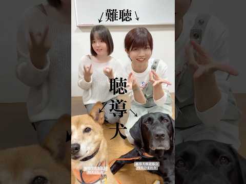 This dog that alerts people who can't hear is so cool ✨ #hearingdog #JapanHearingDogPromotionAsso...