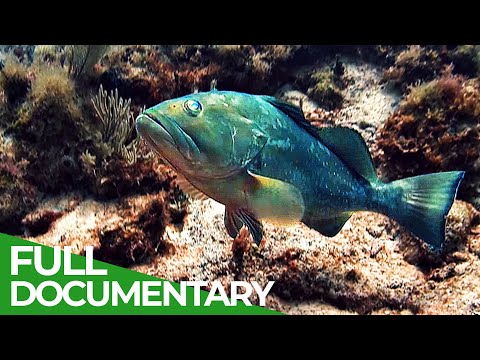 Changing Seas - Our Oceans in Peril | Full Season | Free Documentary Nature