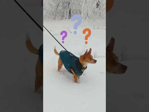 What's This Snow Dog Searching For?! | Dodo Kids