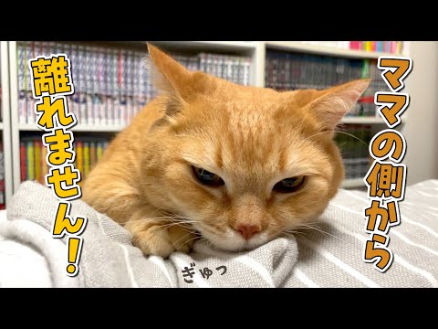 寝るときも起きるときもママと一緒な甘えん坊猫が可愛すぎる…！