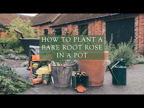 How to Plant a Bare Root Rose in a Pot by Steve, Head Gardener at David Austin Roses