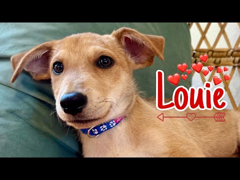 Louie the Lovable Mellow Boy ❤️🐾