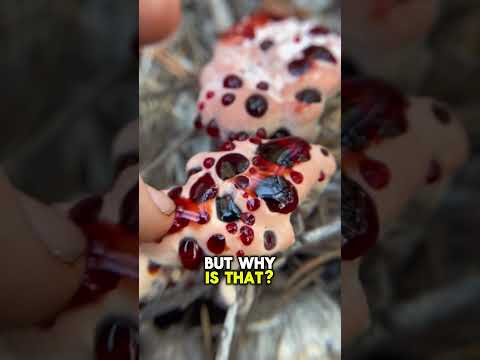 DO NOT Eat This 😨 | Devil's Tooth Fungus