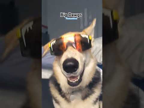 Trendsetter #music #hiphop #funny #dog #cute #mayze #hats #fyp #fypシ゚viral #viralshort #viralvideo