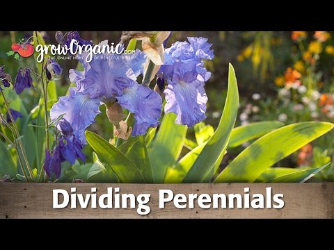 How to Divide Perennial Plants