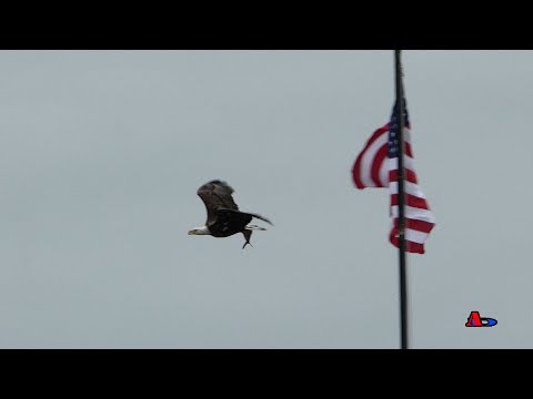 Bald Eagle Series (8）- Conowingo Dam