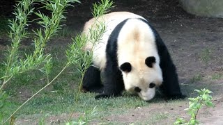 Giant Panda Wandering Around Enclosure at Copenhagen Zoo - 02/05/23