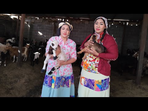 A day's work for village girls: who take care of little goats