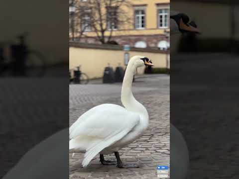 Mesmerizing Moments: White Swan Tending Its Feathers #swan #ducklife #duck #swandrawing