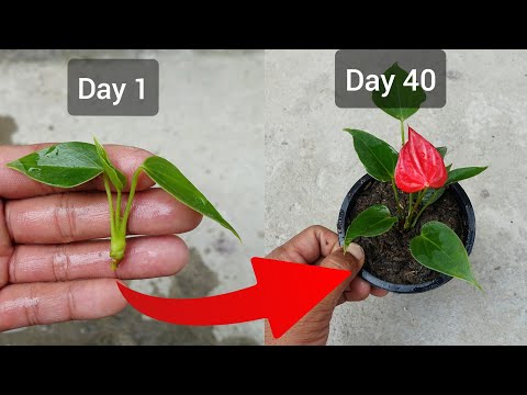 Simple Method to Propagate Anthurium plant | Anthurium Propagation