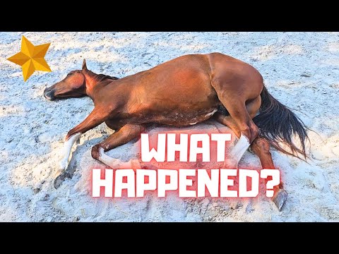 What Happened Last Night. Spidey Escaped! There’s a Lot of Work to Do | Friesian Horses