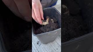 How to (Quickly) Plant Dahlia Tubers #dahlias #gardeningshorts #howtoplant #gardentips