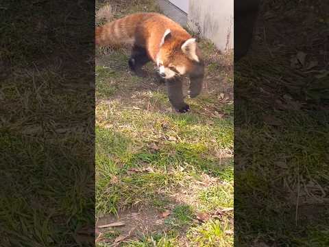 レッサーパンダ❤️寝起きのレッパンもかわいいです🥰【京都市動物園】#shorts