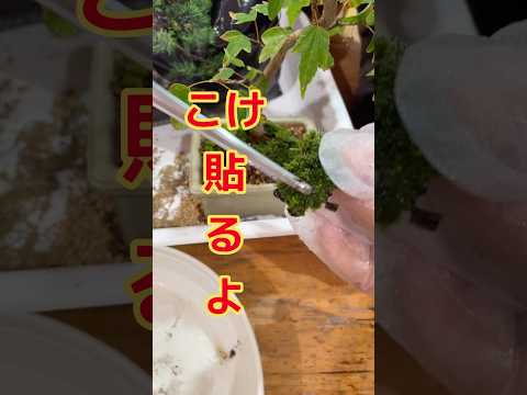 パッチワークみたいで楽しい♪黙々作業で癒されます～#shots #bonsai #盆栽