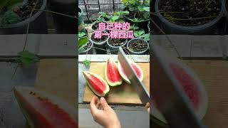 #fruitcutting #satisfying #satisfyingvideo #gardening #growfruit #diy