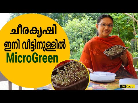 മൈക്രോഗ്രീന്‍ സ്ഥലമേ വേണ്ട | Cheera, Amaranthus  Microgreen Cultivation #StayHome #Plant #WithMe