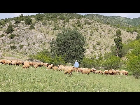 Shearing sheep's wool in the heart of the mountain: a journey to the world of IRANIAN nomads