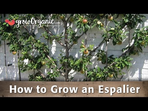 How to Grow an Espalier