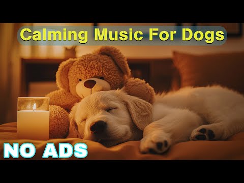 12 Hours of Dog Calming Music For Dogs 💖 Dog Separation Anxiety Music 🐶 Pet claming music🎵No Ads