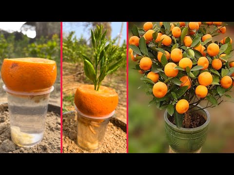 How to grow orange trees in fresh water | Helpful uses of banana harmonies |