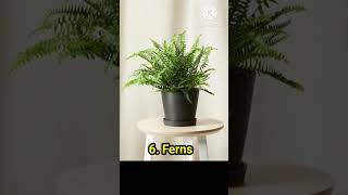 Top 10 Bedroom Plant #shorts #facts #top #trendingshorts