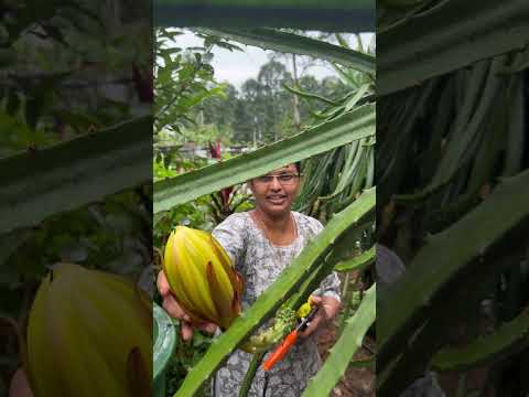 പലോറയും ഇസ്രായേൽ യെല്ലോയും തമ്മിലുള്ള വ്യത്യാസം കണ്ടോ | Dragon fruit varieties in Kerala