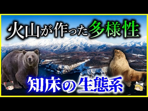 【ゆっくり解説】日本の秘境中の秘境…「知床」の生態系を解説/流氷から始まる火山が作った生物多様性と独自の生態系とは