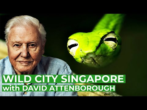 David Attenborough presents: Wild City Singapore | Full Series | Free Documentary Nature