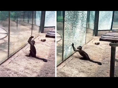 Moments of Animal Genius That Will Amaze You !